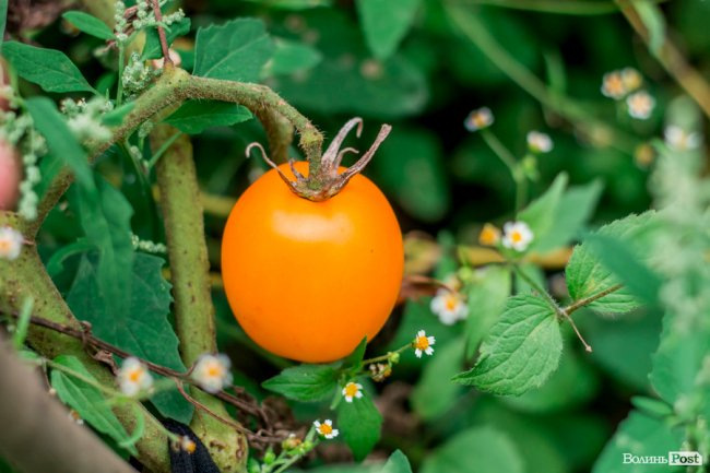 Соковиті й налиті сонцем дарунки осені: що вродило в садах і на городах лучан. ФОТО