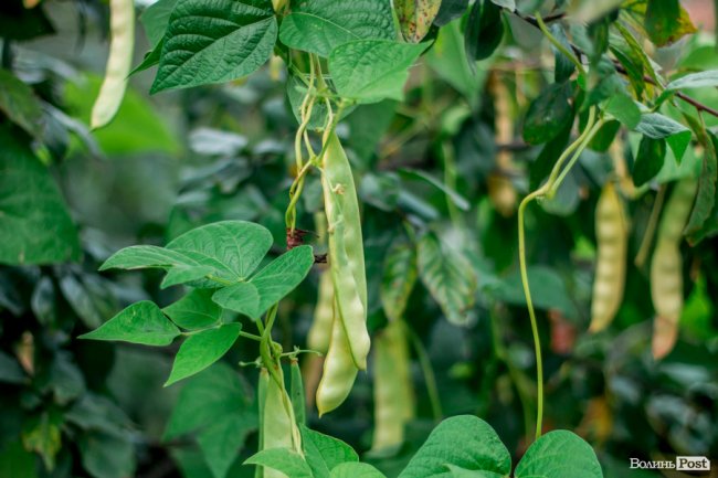 Соковиті й налиті сонцем дарунки осені: що вродило в садах і на городах лучан. ФОТО