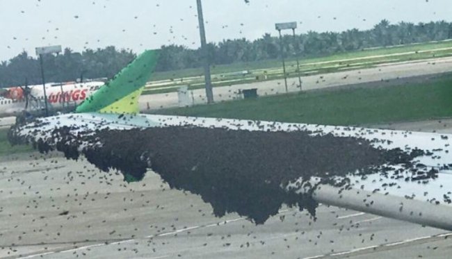 Рій бджіл зупинив літак в Індонезії