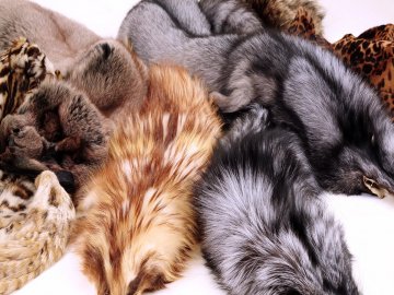 Ізраїль першим у світі заборонив торгівлю натуральним хутром