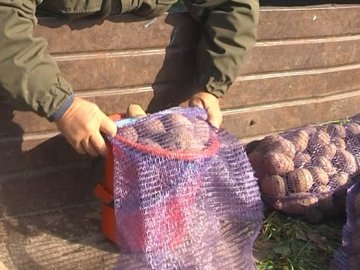 Жителі волинської громади зібрали тонну картоплі для пацієнтів медзакладів. ВІДЕО