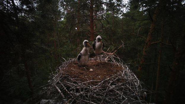 Рідкісних птахів зафіксували на фото на Волині