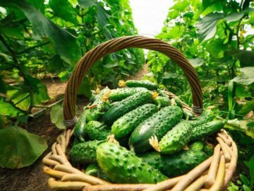 В Україні дешевшають огірки: які ціни