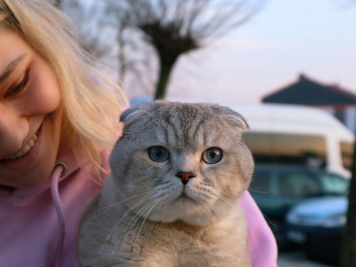 Чи потрібно вашому коту додатково вживати вітаміни?