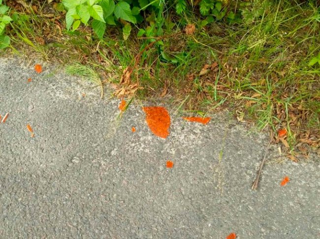 На Волині водій збив самку лося та сховав тушу у канаву. ФОТО