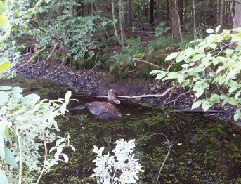 На Волині водій збив самку лося та сховав тушу у канаву. ФОТО