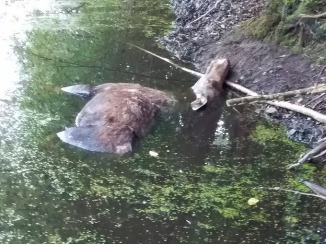На Волині водій збив самку лося та сховав тушу у канаву. ФОТО