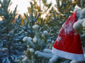 На Волині запрацював ялинковий ярмарок 