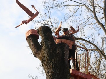 У Володимирі на зрізаних деревах «поселили» неживих птахів. ФОТО