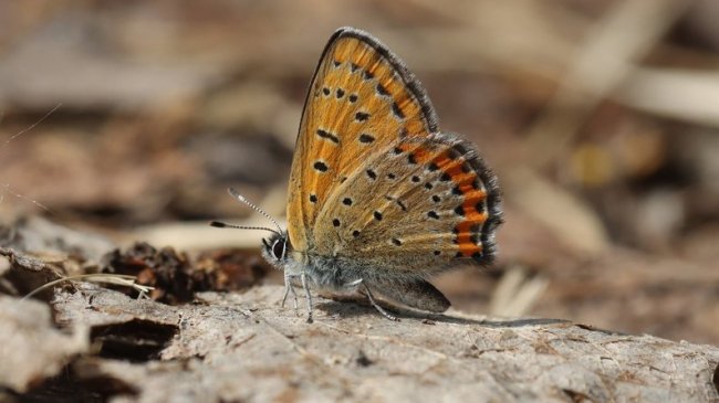 У нацпарку на Волині виявили одного з найгарніших метеликів України: нові локації