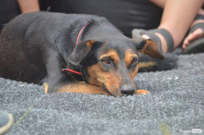 У «сонячній» кав’ярні в Луцьку започаткували власне свято, аби врятувати заклад від закриття. ФОТО