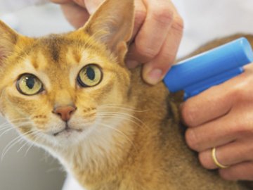 У луцькому притулку тваринам вживлятимуть чіпи