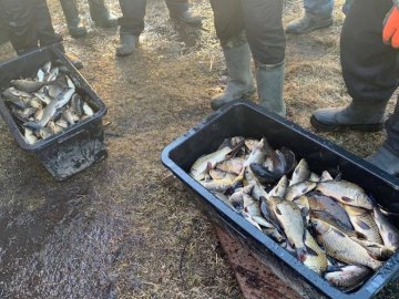 У волинське озеро випустили понад 600 кілограмів риби