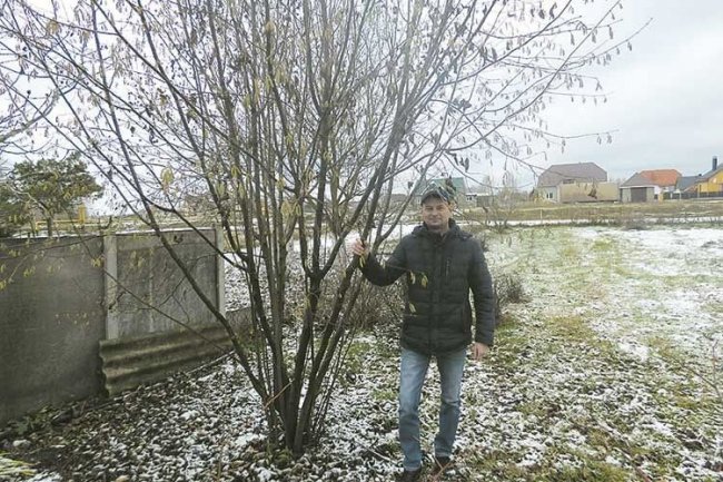 Волинянин, який майже 20 років працював прикордонником, вирощує фундук та «адамове» дерево