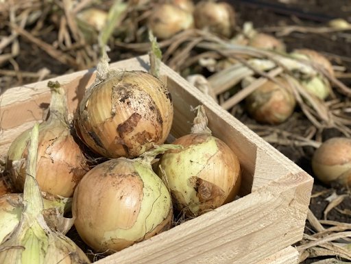 Насіння овочів Libra Seeds: переваги та особливості*