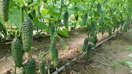 Насіння овочів Libra Seeds: переваги та особливості*