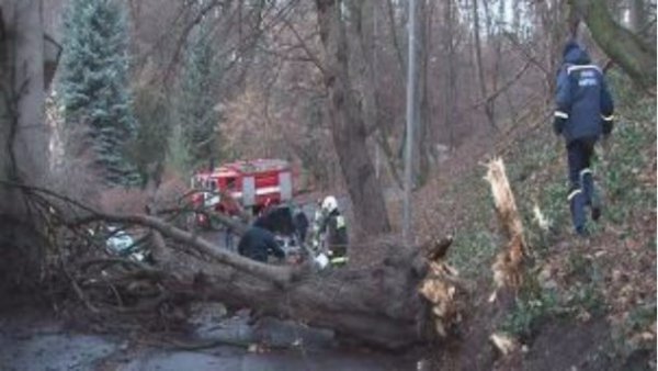 Вирвані дерева та травмовані люди: як буревій лютував на Західній Україні. ВІДЕО