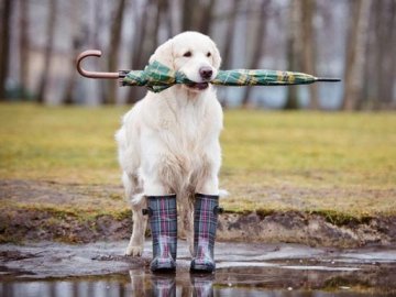 Погода у Луцьку та Волинській області на завтра, 23 травня