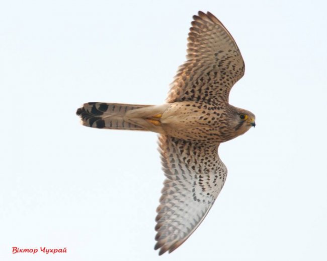 Луцький фотограф показав мешканців замку Любарта