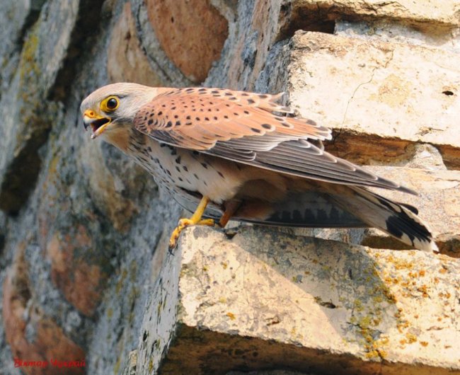 Луцький фотограф показав мешканців замку Любарта