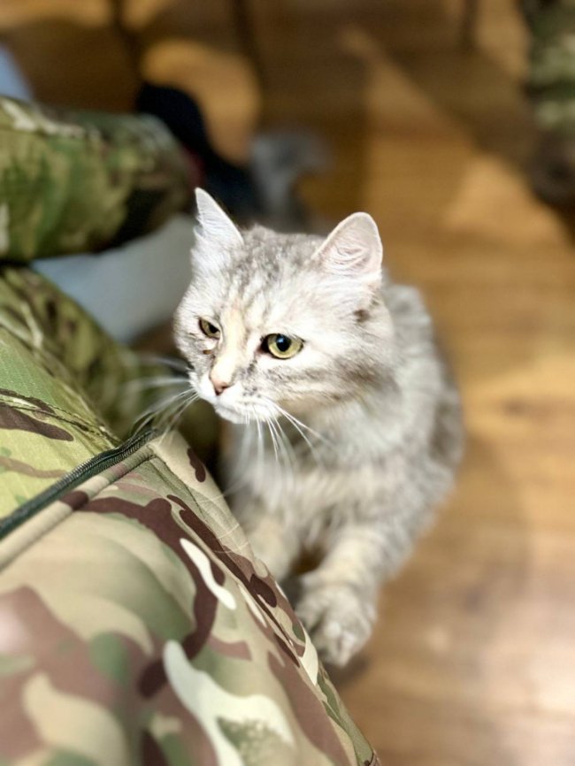 Пухнасті побратими. Чотирилапі підопічні волинських добровольців на фронті