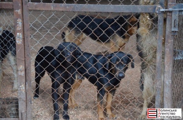 Депутати Луцькради перевірили, як живеться тваринам. ФОТО 