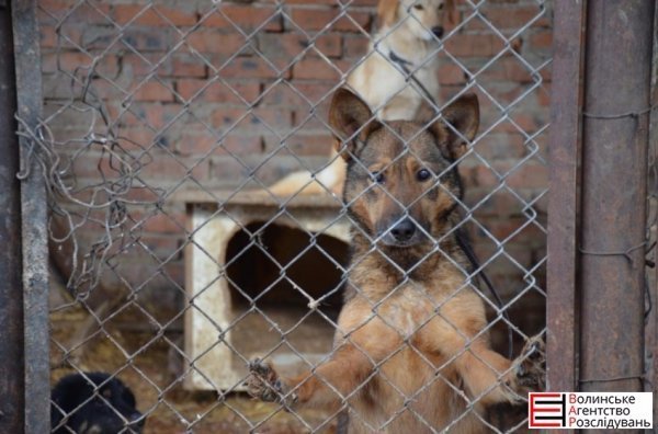 Депутати Луцькради перевірили, як живеться тваринам. ФОТО 