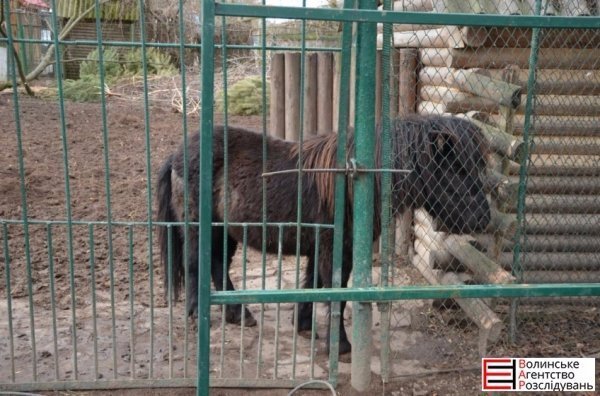 Депутати Луцькради перевірили, як живеться тваринам. ФОТО 