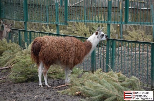 Депутати Луцькради перевірили, як живеться тваринам. ФОТО 
