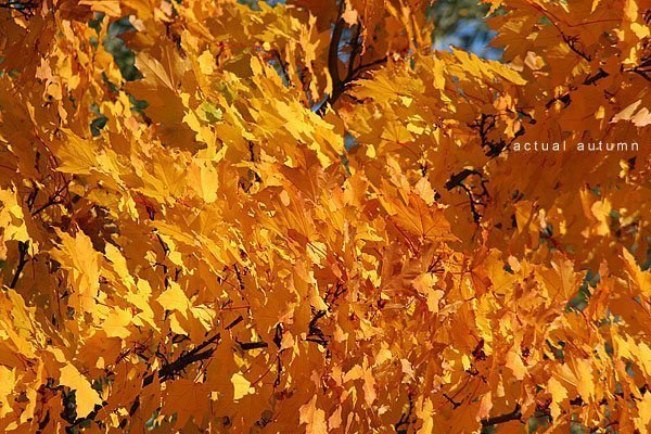 Фотовиставка Олександра Котиса