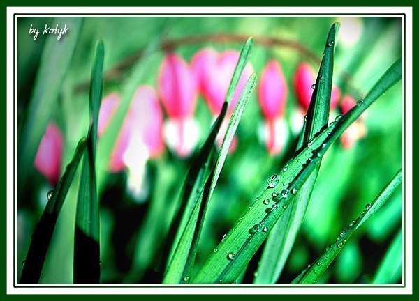 Фотовиставка Олександра Котиса