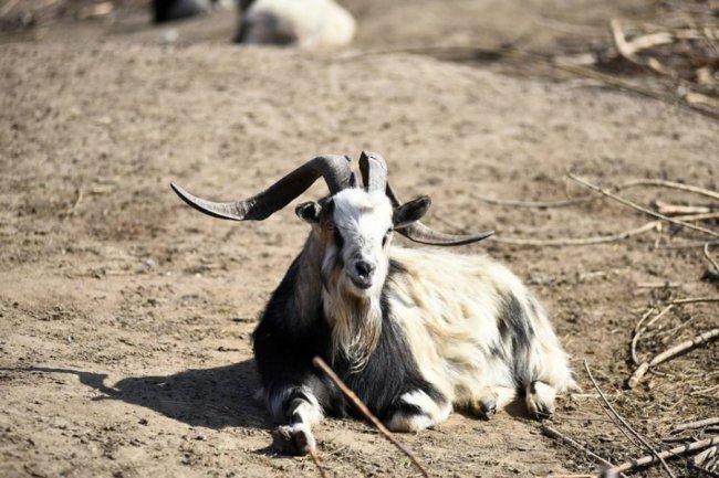 Весна у луцькому зоопарку: пухнасті мешканці охоче позували на камеру