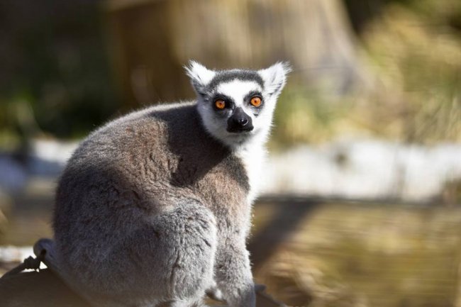 Весна у луцькому зоопарку: пухнасті мешканці охоче позували на камеру