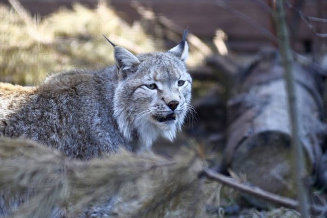 Весна у луцькому зоопарку: пухнасті мешканці охоче позували на камеру