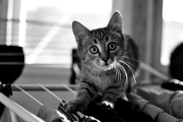 Фотовиставка Діани Шишкової-Морозюк