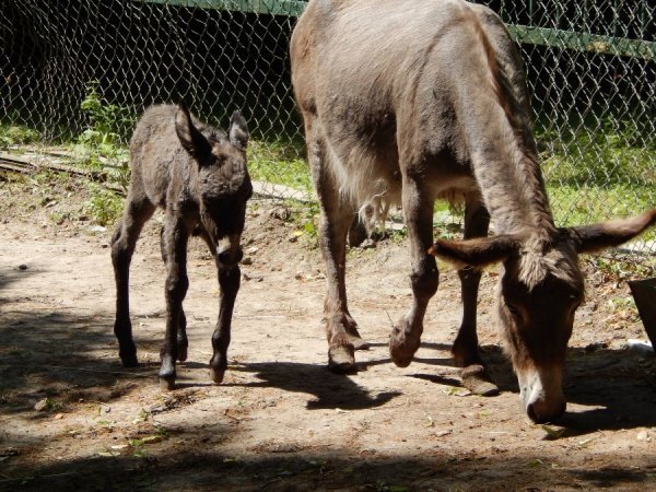 У зоопарку Луцька віслючиха «відгуляла» день народження. ФОТО