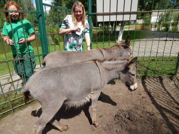 У зоопарку Луцька віслючиха «відгуляла» день народження. ФОТО