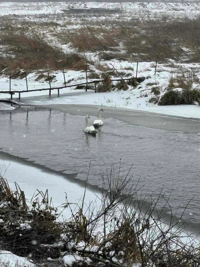 На Волині лебеді знайшли прихисток у синоптиків