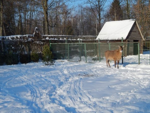 Зима в Луцькому зоопарку. ФОТО