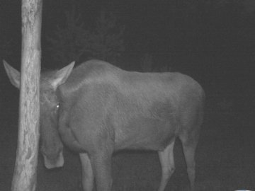 На Волині фотопастка зафіксувала рідкісну тварину. ФОТО