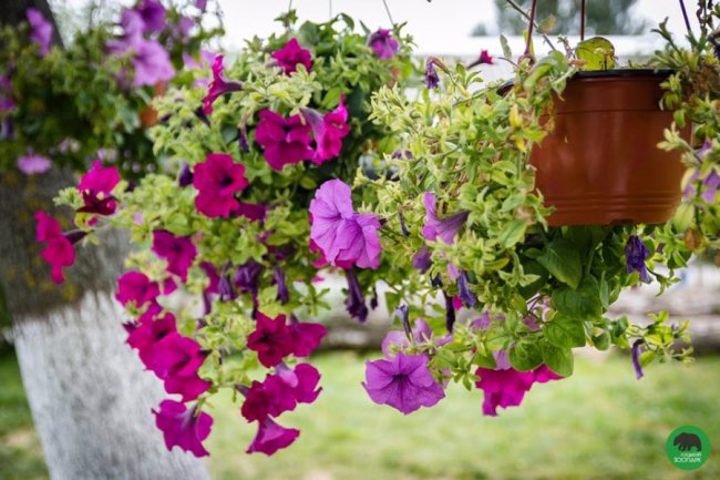 Квіти Луцького зоопарку: 37 дивовижних фото