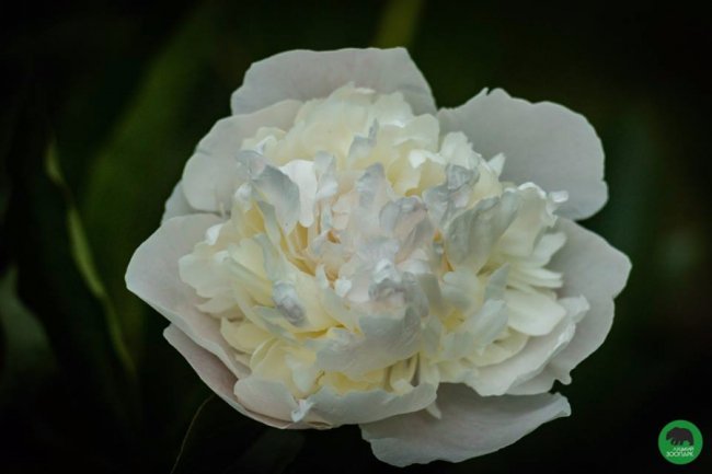 Квіти Луцького зоопарку: 37 дивовижних фото