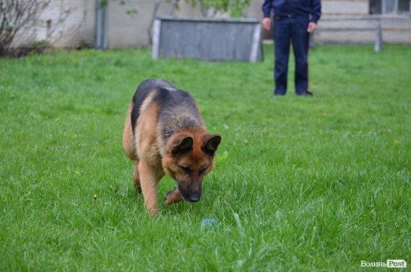 Як живуть та тренуються службові собаки. ФОТО