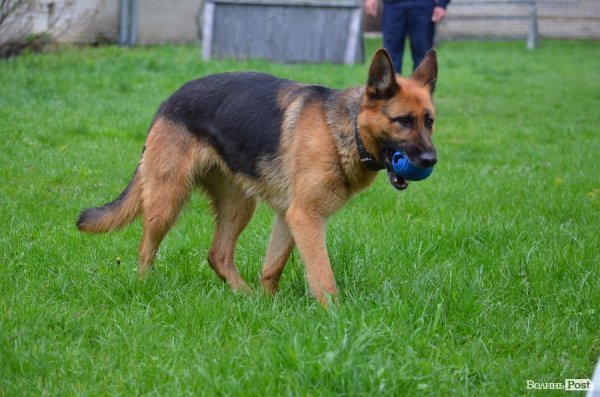 Як живуть та тренуються службові собаки. ФОТО