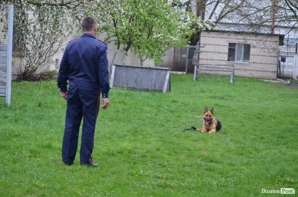 Як живуть та тренуються службові собаки. ФОТО