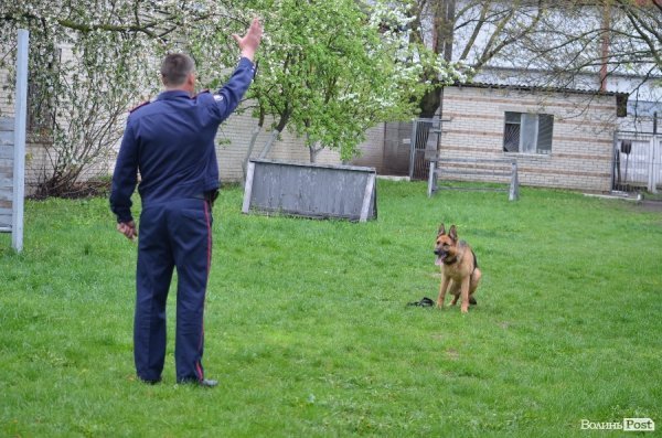 Джолі розуміє команди не тільки з півслова а за порухом руки