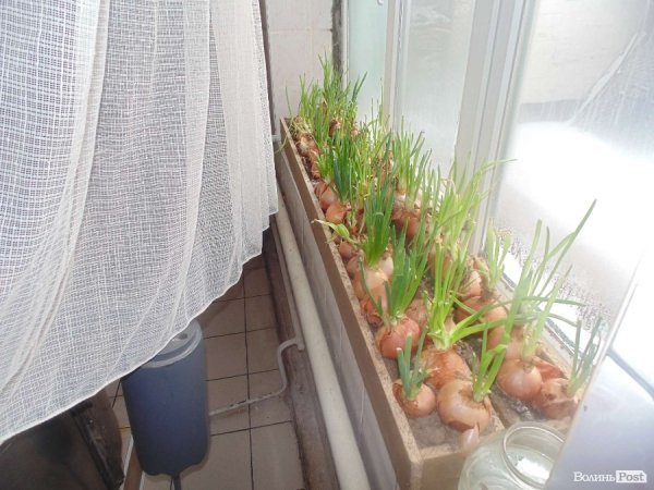Цибуля на вікнах