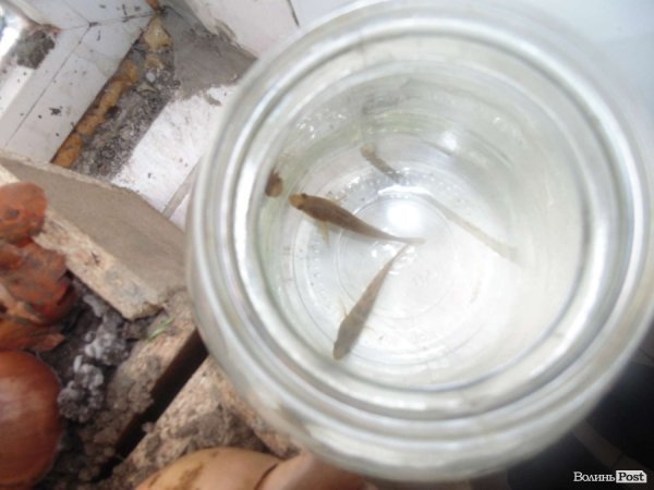 Бідні окуні...