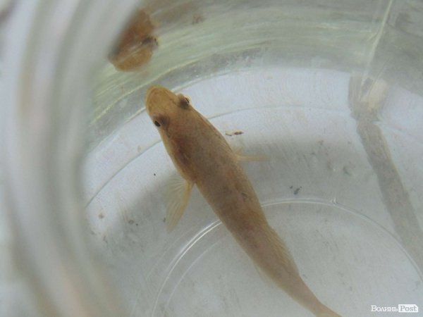 Як окуні в банці: блокадна військова частина зсередини. ФОТО