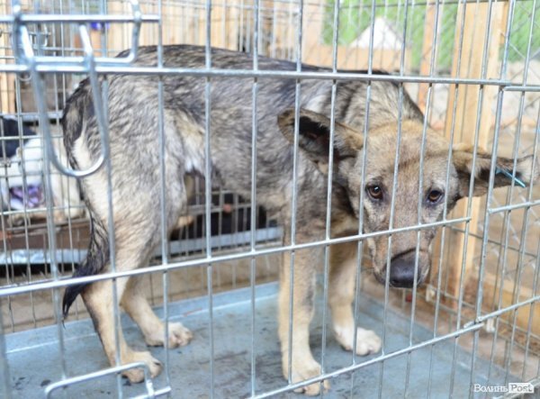 Як болгари каструють луцьких бродячих котів і собак. ФОТО